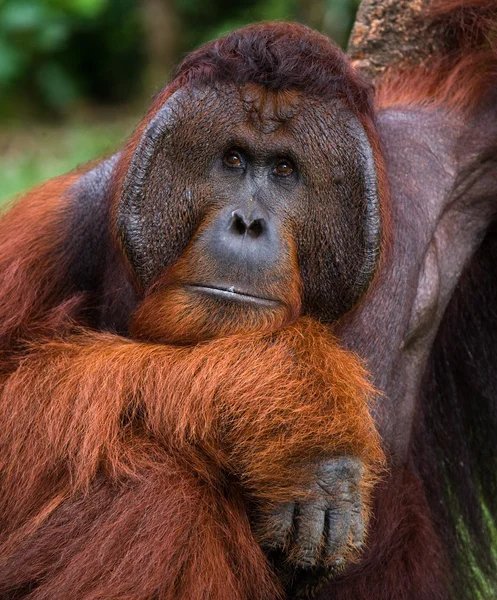 Erkek orangutan portre — Stok fotoğraf