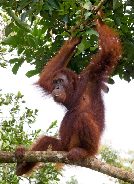 Egy orángután-Indonézia. — Stock Fotó