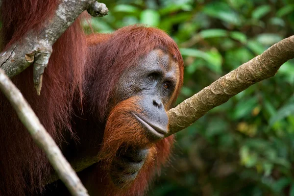 Bir Orangutan Endonezya. — Stok fotoğraf