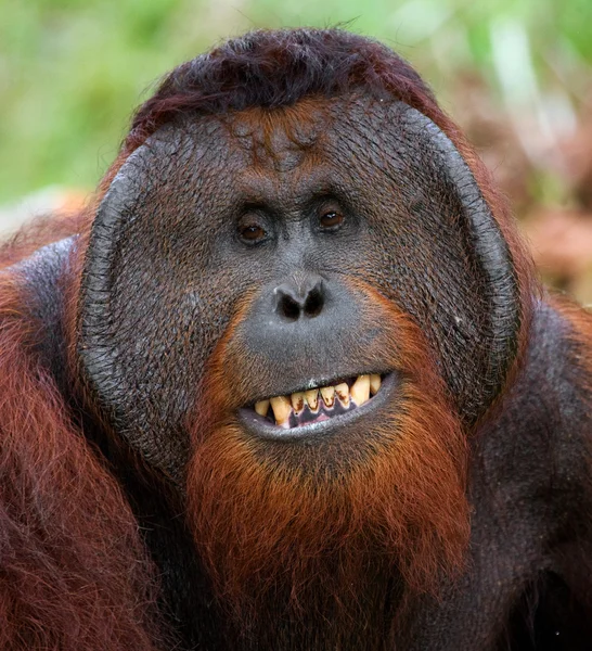 male orangutan portrait
