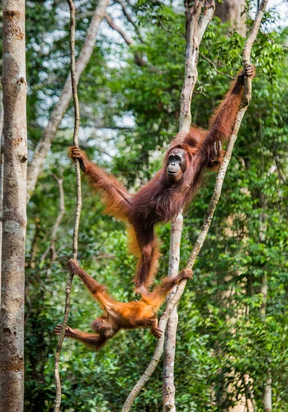 두 오랑우탄 인도네시아. — 스톡 사진