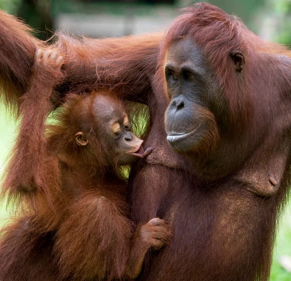 Två orangutanger Indonesien. — Stockfoto