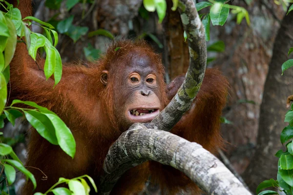 Jeden Orangutan Indonésie. — Stock fotografie