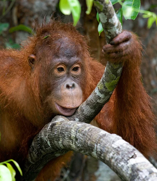 Un orangután Indonesia . —  Fotos de Stock