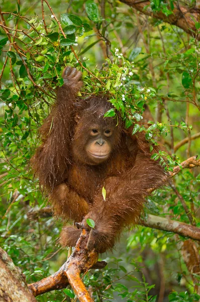 Orangutang (Pongo) 아기입니다. 인도네시아. — 스톡 사진