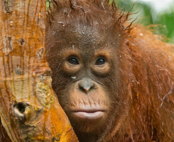Bir Orangutan Endonezya. — Stok fotoğraf