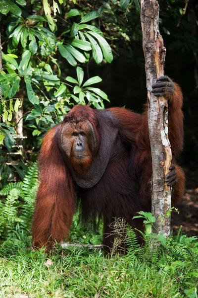 Portrait masculin orang utan — Photo