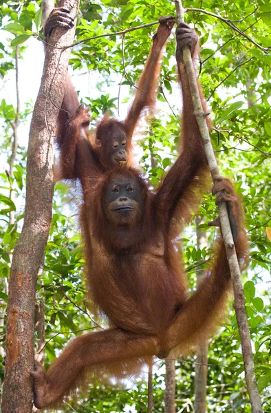 İki Orangutans Endonezya. — Stok fotoğraf