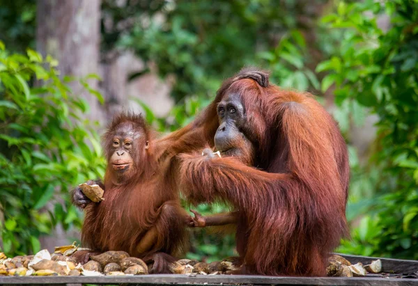 Två orangutanger Indonesien. — Stockfoto