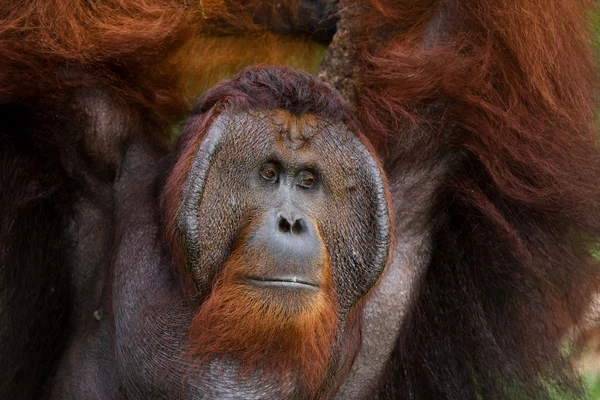 Retrato de orangután masculino —  Fotos de Stock