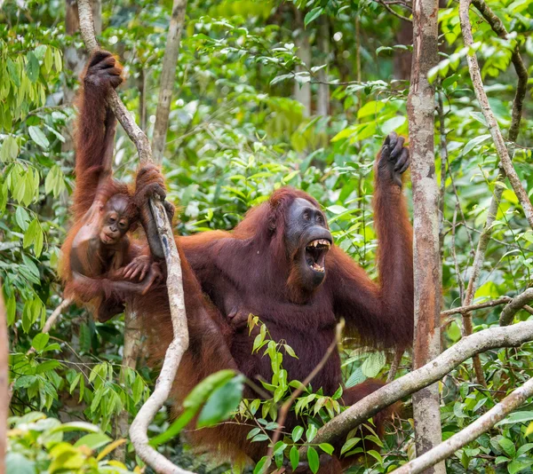 2 つのオランウータン インドネシア. — ストック写真