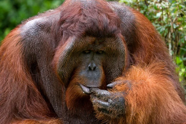 Orangutan mężczyzna portret — Zdjęcie stockowe