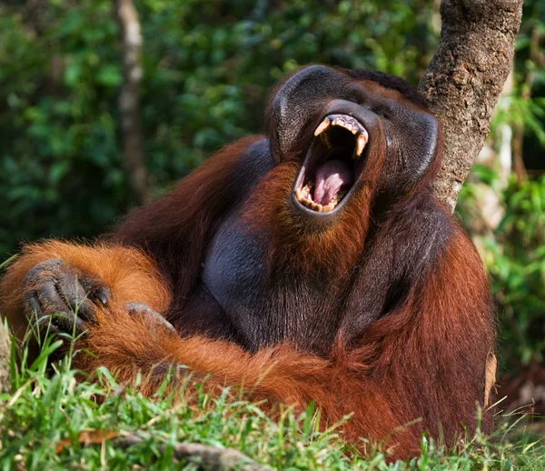 Orangutan mužského pohlaví portrét — Stock fotografie