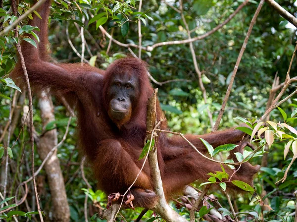 Kobiece Orangutan Borneo z jego cub — Zdjęcie stockowe