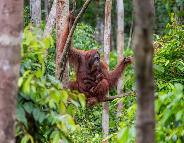 Dvou orangutani Indonésie. — Stock fotografie