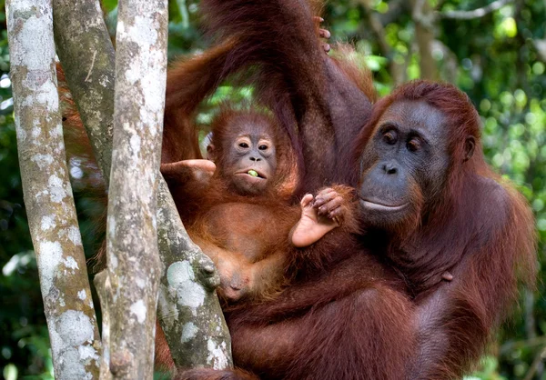 Två orangutanger Indonesien. — Stockfoto