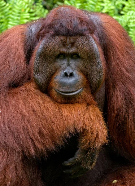 Männliches Orang-Utan-Porträt — Stockfoto