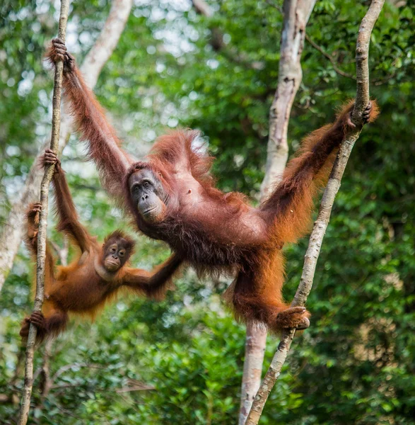 Dois Orangutans Indonésia . — Fotografia de Stock