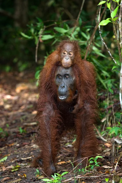 Kvinnliga Borneo orangutang med sin unge — Stockfoto