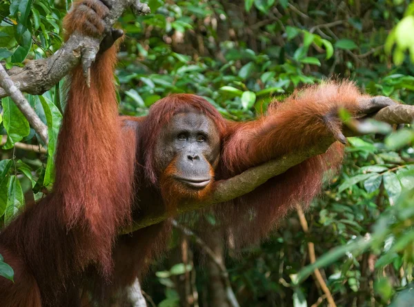 Um Orangutan Indonésia . — Fotografia de Stock