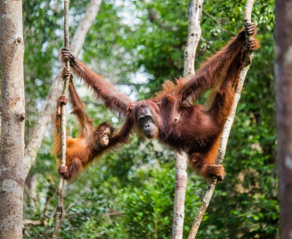 Orangutany dwa Indonezja. — Zdjęcie stockowe