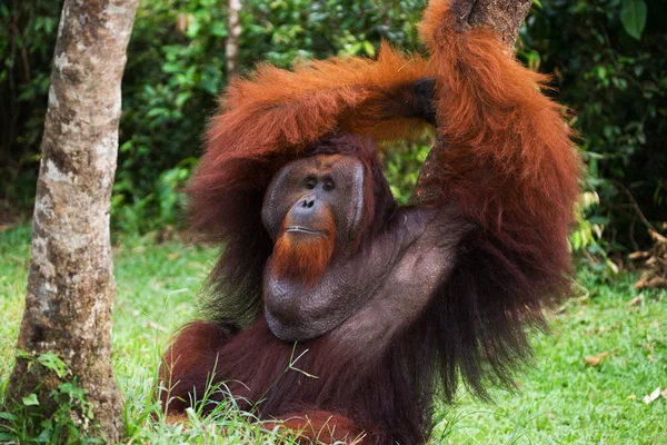 Male orangutan portrait — Stock Photo, Image