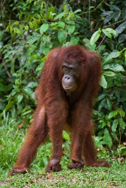 Um Orangutan Indonésia . — Fotografia de Stock