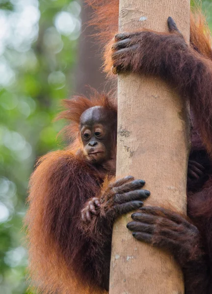 두 오랑우탄 인도네시아. — 스톡 사진