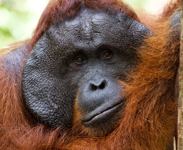 Orangutan mężczyzna portret — Zdjęcie stockowe