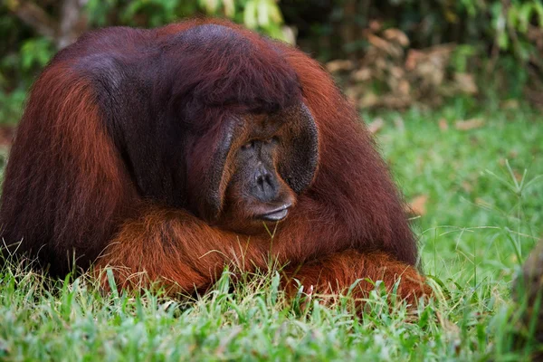 男性のオランウータンの肖像画 — ストック写真