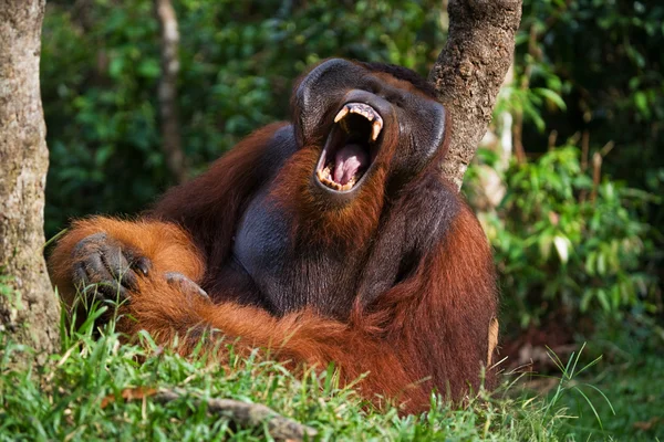 Orangutan mužského pohlaví portrét — Stock fotografie