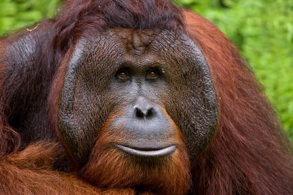 Retrato de orangotango masculino — Fotografia de Stock