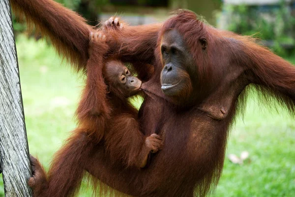 Dvou orangutani Indonésie. — Stock fotografie