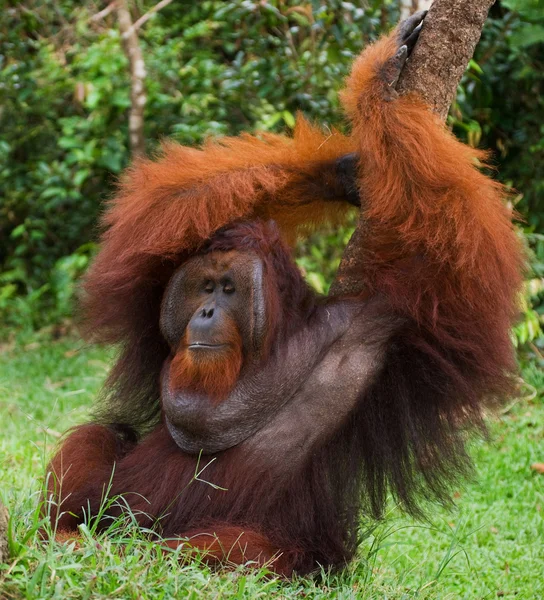 Orangutan mužského pohlaví portrét — Stock fotografie