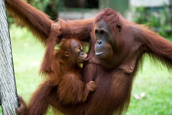 Dos orangutanes Indonesia . — Foto de Stock