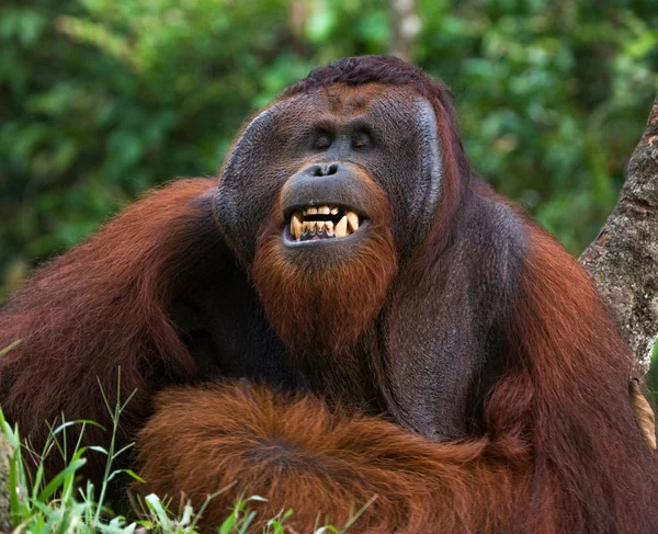 Orangutan mężczyzna portret — Zdjęcie stockowe