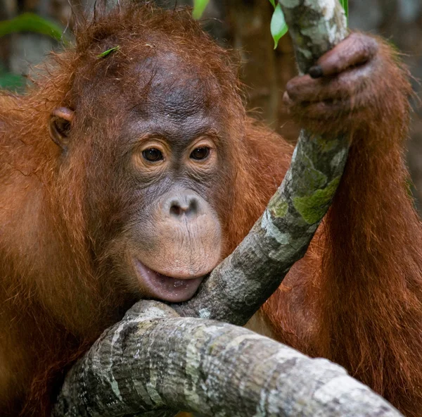 Un orangután Indonesia . —  Fotos de Stock