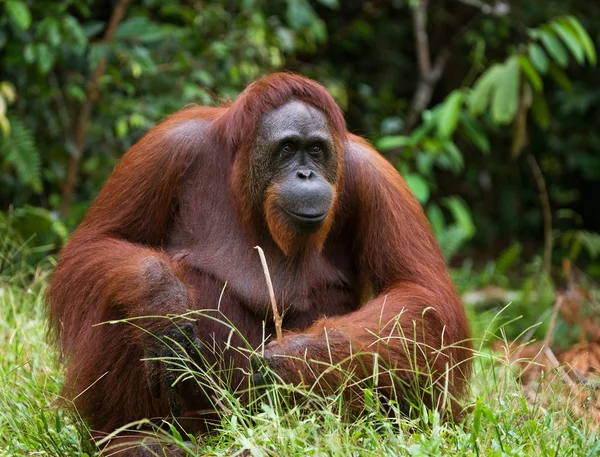 Un orangután Indonesia . —  Fotos de Stock