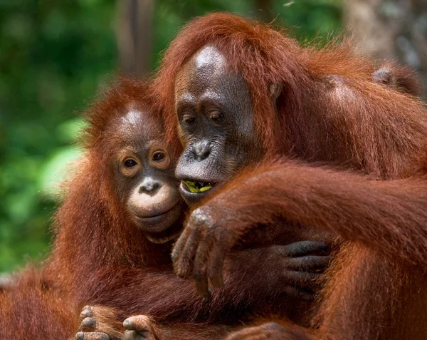 Dvou orangutani Indonésie. — Stock fotografie