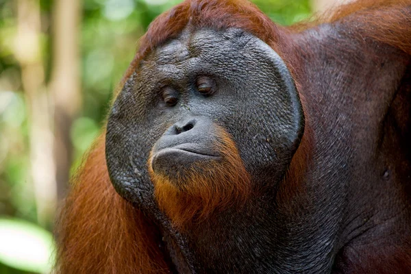 Männliches Orang-Utan-Porträt — Stockfoto