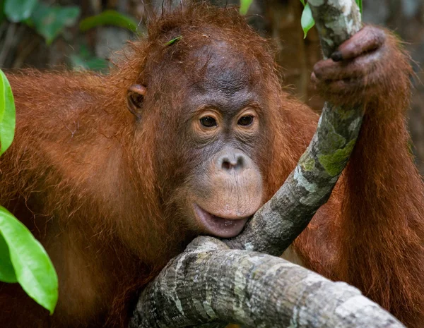 Bir Orangutan Endonezya. — Stok fotoğraf