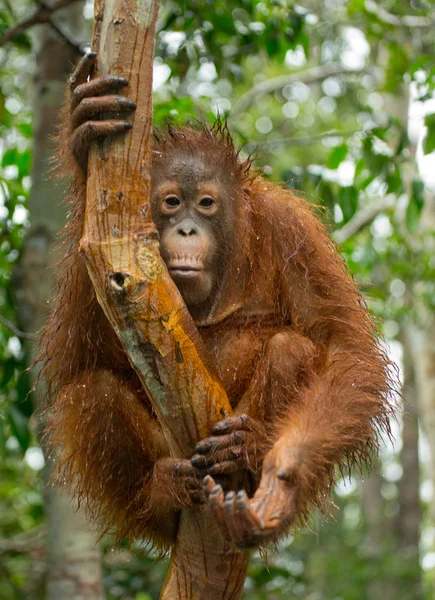 Un orangután Indonesia . — Foto de Stock