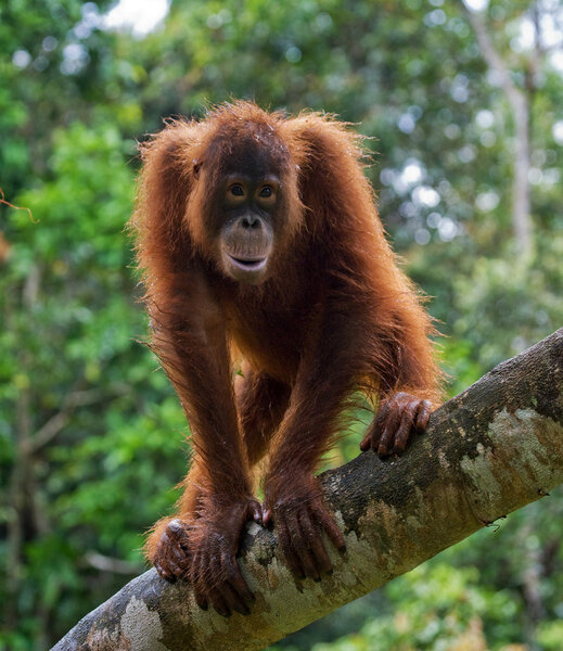 One Orangutan  Indonesia.