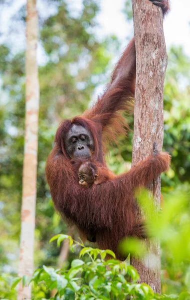 Dvou orangutani Indonésie. — Stock fotografie