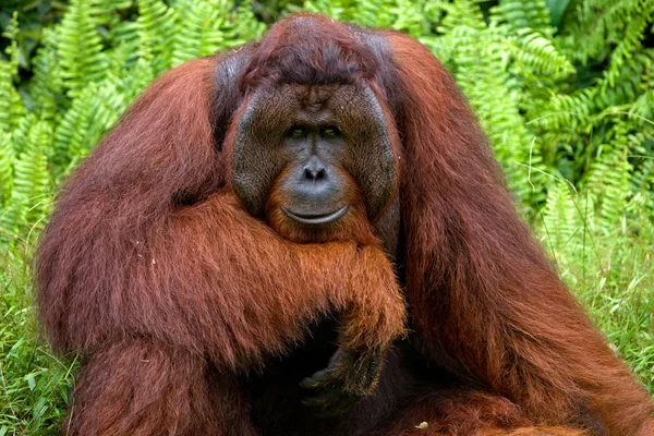 Erkek orangutan portre — Stok fotoğraf