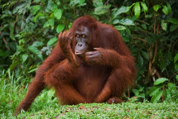 One Orangutan  Indonesia. — Stock Photo, Image