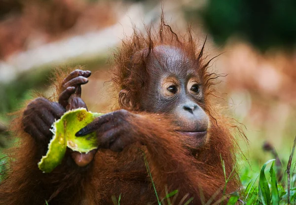 Orangutan (Pongo) dítě. Indonésie. — Stock fotografie