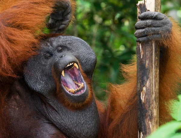 Orangutan mužského pohlaví portrét — Stock fotografie