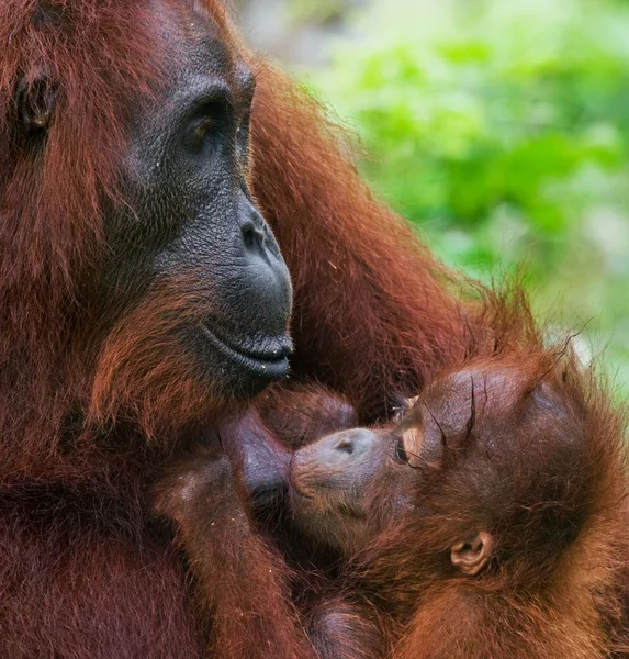 Orangutany dwa Indonezja. — Zdjęcie stockowe