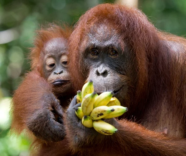 Två orangutanger Indonesien. — Stockfoto